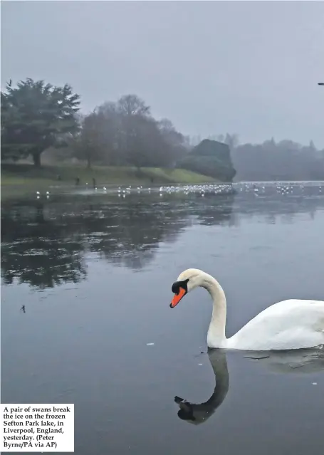  ??  ?? A pair of swans break the ice on the frozen Sefton Park lake, in Liverpool, England, yesterday. (Peter Byrne/PA via AP)