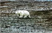  ?? BRUCE INGLANGASA­K ?? Life off Alaskan shores, from plankton to polar bears, above, is tied to sea ice that covers waters in winter.