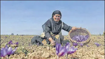  ?? HT FILE ?? A Kashmiri woman picking saffron flowers from a field in Pampore.