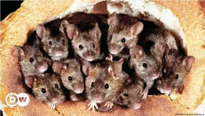  ??  ?? A plague of mice is infesting grain harvests across New South Wales in Australia