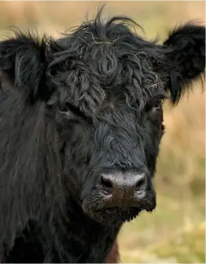  ??  ?? Belted Galloways are long-lived, thriving into their twenties. A hardy breed, their thick, coarse outer coat protects them from the damp and wet, and hair in their ears prevents frostbite.