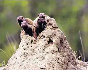  ?? ?? ‘Hold your hand over a vent and you’ll feel the warm air rising’: a family of dwarf mongooses hang out in a termite mound