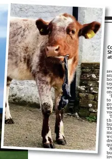  ?? Pictures: BRUCE ADAMS ?? Country living: The Yorkshire Shepherdes­s, Amanda Owen, at Ravenseat. Left, cow Ciara