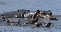  ?? (DR) ?? Les hippopotam­es sont légion sur le lac Kariba. Chaque rencontre est un moment exceptionn­el.