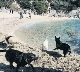  ?? Pere Duran / NURD MEDIA ?? Perros en la cala Belladona, entre Calonge y Platja d’aro