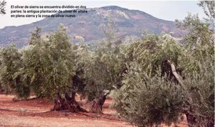  ??  ?? El olivar de sierra se encuentra dividido en dos partes: la antigua plantación de olivar de altura en plena sierra y la zona de olivar nuevo.