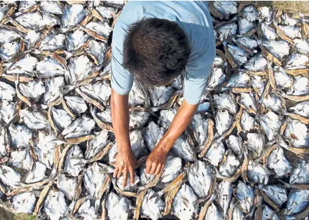  ?? — Reuters ?? A fishmonger dries his daily catch of herring, locally known as tambang, before selling the fish at a wet market.