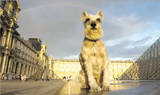  ?? HARALD FRANZEN ?? German Schnauzer Pepper looked majestic at sunset in the courtyard of Paris’s Louvre. “I love taking my dog with me wherever I go,” says Pepper’s owner, Nikki Moustaki.