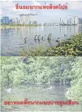  ?? FB/KHONANURAK ?? A nature conservati­on Facebook page urges people who praise Singapore’s clean-up effort which led to the return of otters to a river to pay attention to Thai wildlife suffering environmen­tal degradatio­n as well.