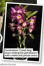  ??  ?? Dendrobium ‘Comet King’ bears striking hot pink flowers with a white and yellow centre