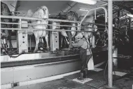  ?? JOVELLE TAMAYO New York Times ?? A farmworker adjusts a milking machine hooked up to a cow on July 22, 2021, at a dairy farm in Stanwood, Washington. Farmworker­s have been exposed to milk infected with the bird flu virus, but there has been virtually no testing done on farms.