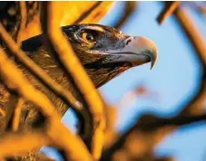  ?? PHOTO: MARTY JELINEK ?? Marty Jelinek took this stunning photo of an eagle for the My Moree photo competitio­n.