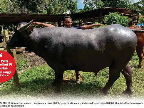  ?? ?? W MOHD Ridzuan bersama kerbau jantan seberat 1,095kg yang dibeli seorang individu dengan harga RM21,000 untuk dikorbanka­n pada Aidiladha bulan depan.