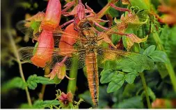  ??  ?? Dragonfly