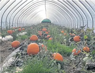  ??  ?? Farmer Grant Reid and his rich crop of pumpkins at Broadslap Farm, Dunning.