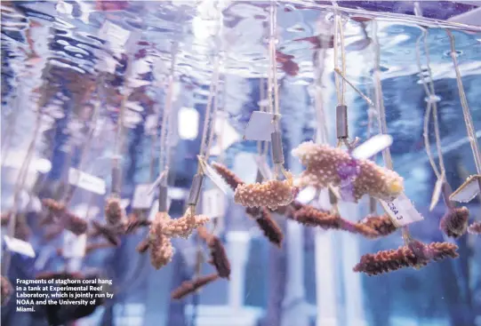  ?? ALIE SKOWRONSKI askowronsk­i@miamiheral­d.com ?? Fragments of staghorn coral hang in a tank at Experiment­al Reef Laboratory, which is jointly run by NOAA and the University of Miami.