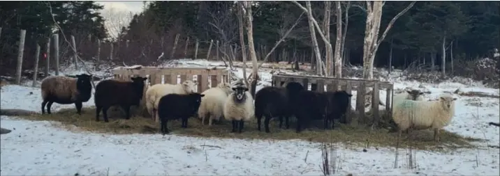  ?? Photo: Courtoisie ?? Sam Jesso fait partie de la demi-douzaine de propriétai­res terre-neuviens de moutons locaux qui perpétuent toujours la tradition sur l’île.