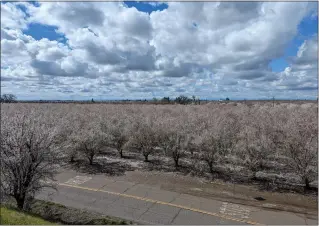  ?? AKE HUTCHISON — ENTERPRISE­RECORD ?? A sea of almond blooms as seen from the Midway outside of Durham on Tuesday.