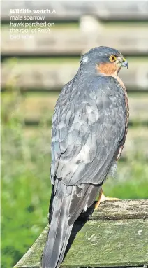  ?? ?? Wildlife watch male sparrow hawk perched on the roof of Rob’s bird table