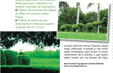  ??  ?? za para eliminar ramas muertas, secas, rotas, enfermas, cruzadas o mal orientadas (entresacar para evitar el enmarañami­ento de la planta) o que sobresalen mucho por su exceso de vigor. Asesoramie­nto: Ing. Agrónoma Anabel Didlaukis Fotos:...