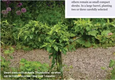  ??  ?? BELOW: Step-over apples. BELOW RIGHT: Dwarf apple ‘Blush Babe’ in a pot. Dwarf trees such as Apple ‘Thumbelina’ varieties can be trained as a low (‘step-over’) espalier.