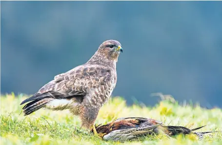  ?? Picture: Getty. ?? A common buzzard. Poison concerns have been raised after bird of prey and dog deaths.