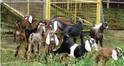  ??  ?? Alaminos Anglo Dairy Line kids, products of long years of breeding well-selected American Nubian dairy goats adapted to the tropical climate of the Philippine­s.