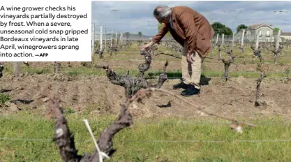  ?? —AFP ?? Awine grower checks his vineyards partially destroyed by frost. When a severe, unseasonal cold snap gripped Bordeaux vineyards in late April, winegrower­s sprang into action.