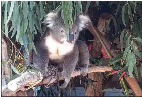  ?? (The New York Times/Victoria Conservati­on Regulator) ?? This koala was taken to a rehabilita­tion center after its habitat was destroyed in the Australian state of Victoria. Dozens of other koalas died.