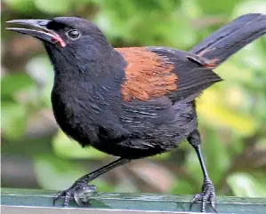  ?? SUPPLIED BY AUCKLAND ZOO ?? Glossy black with a chestnut saddle tı¯eke, also known as saddleback­s, could become one of Porirua’s newest street names.