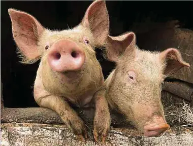  ?? Foto: Shuttersto­ck ?? In Luxemburg gibt es rund 20 Betriebe, die sich auf die Schweinezu­cht spezialisi­ert haben; fast die Hälfte könnte wegen der schwierige­n Situation bald vor der Insolvenz stehen.