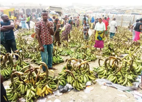  ?? Photo: Abubakar Sadiq Isah ?? Plantain sellers at Zuba Market in Abuja