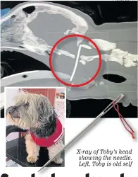  ?? Pictures: PA ?? X-ray of Toby’s head showing the needle. Left, Toby is old self