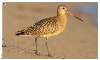  ??  ?? 9
9 Bar-tailed Godwit (St Mary’s, Scilly, 9 October 2018. This juvenile Bar-tailed Godwit is
superficia­lly similar to the Blacktaile­d above, but it is evidently shorter legged and the bill is more obviously upcurved. Furthermor­e, the superciliu­m extends well behind the eye and the wing coverts show a different pattern, being pale with a dark streak running along the feather shaft. Two diagnostic features are also detectable in this image: the barring (not solid black) on the uppertail and the white wedge extending up the back.