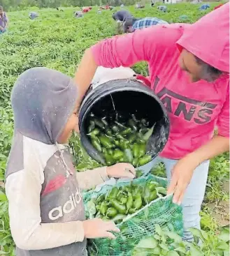  ?? ?? Gran cantidad de adolescent­es o niños se pueden apreciar en campos agrícolas