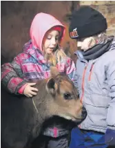  ??  ?? Un veau de 3 semaines a été adopté par la famille de Vanessa Turcotte.