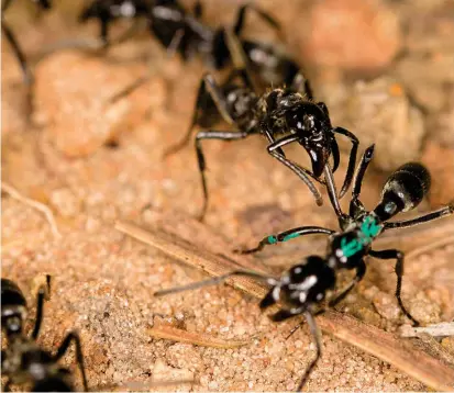  ?? FOTO ERIK FRANK ET AL ?? Una hormiga recibe tratamient­o de una compañera de nido. Si se le brinda entre una a doce horas después de la lesión, la mortalidad se reduce al 10 %.