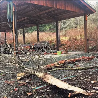  ?? DEAN FOSDICK/AP PHOTOS ?? If mature trees are damaged, rotting or dying back, hire a certified arborist to prescribe preventive pruning or removal and replacemen­t before the next big storm.