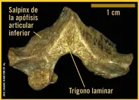  ??  ?? La pieza clave. Se han hallado 47 de los 207 huesos que pudo tener el esqueleto de Lucy. Este fragmento de arco vertebral se asemeja a la segunda vértebra torácica de un niño de seis años, pero el salpinx de la apófisis articular inferior y el trígono laminar solo están presentes en los papiones y antepasado­s de los geladas.