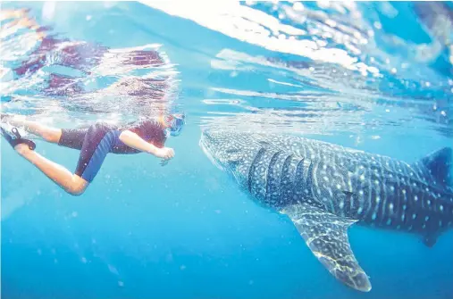  ?? SUBMITTED ?? Baja Charters takes groups out to swim with whale sharks, the largest fish on the planet, in the Sea of Cortez.