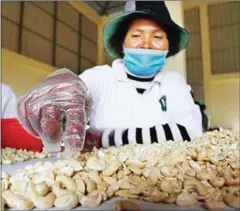  ?? HONG MENEA ?? A woman performs quality checks on cashew nuts at the Cashew Nut Village Shelling Center in Kampong Thom province in 2014.