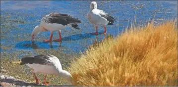  ?? SHUTTERSTO­CK ?? GANSO ANDINO. El primer ejemplar infectado fue un ave silvestre: ganso andino o “huallata”.