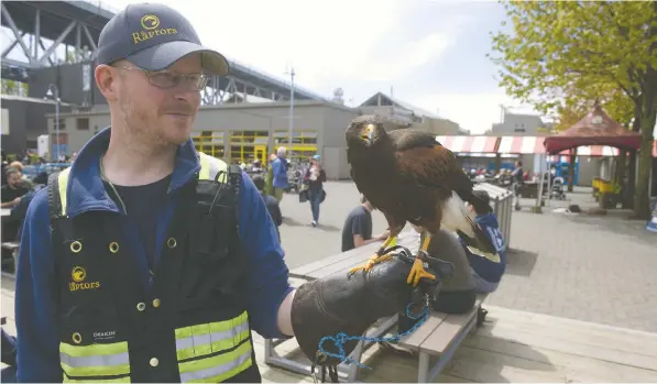  ?? MIKE BELL FILES ?? Will De Haven, a wildlife management officer with Pacific Northwest Raptors, handles Poki, a Harris's hawk that scares seagulls and other birds away from the area around the Granville Island Public Market so people can eat their meals without being accosted by scavengers.