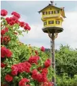  ??  ?? Ein besonders schönes Taubenhaus steht in Oberach auf dem Anwesen der Familie von Xaver Baur am Riedweg.