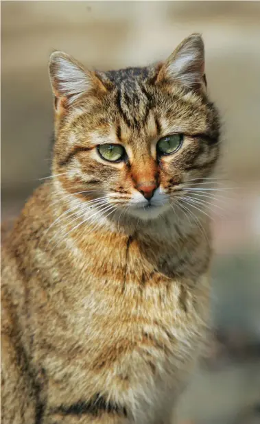  ??  ?? Espèce prolifique, le chat domestique fait désormais l’objet de campagnes pour la promotion de sa stérilisat­ion. Oui, mais connaît-on la part concernée de la population ?