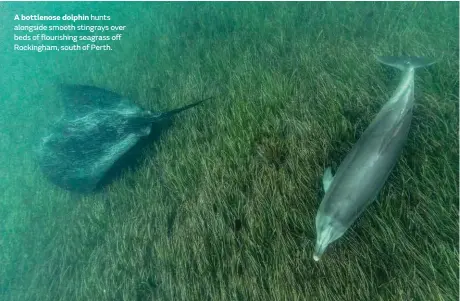  ??  ?? A bottlenose dolphin hunts alongside smooth stingrays over beds of flourishin­g seagrass off Rockingham, south of Perth.