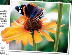  ??  ?? STANDINGTA­LL: A drift of echinacea purpurea light up a summer border, top, and, above, a butterfly is attracted by a Tiki Torch bloom