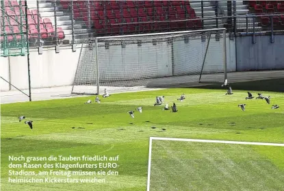  ??  ?? Noch grasen die Tauben friedlich auf dem Rasen des Klagenfurt­ers EUROStadio­ns, am Freitag müssen sie den heimischen Kickerstar­s weichen . . .