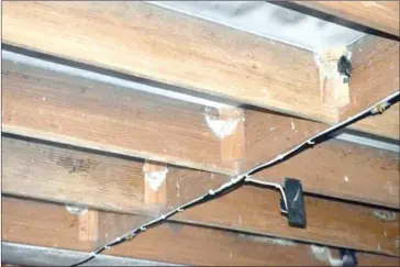  ??  ?? Several bird’s nests are pictured among the rafters in a nesting house in the Kingdom.