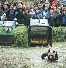  ?? HE HAIYANG / FOR CHINA DAILY ?? Ying Xue, a female panda, is released into the wild at the Liziping Nature Reserve on Thursday. A male named Ba Xi also was released.